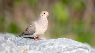 Mourning Dove perches on rocks