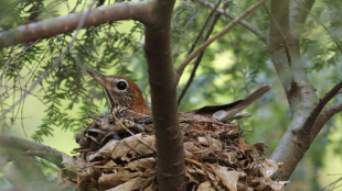 Wood Thrush sits inside nest, supported by brown leaves