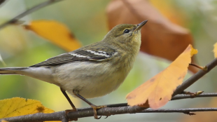 A Blackpoll Warbler in non-breeding plumage, sitting on a branch with fall foliage. 