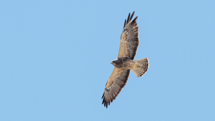 A juvenile Swainson's Hawk soars across a bright blue sky.