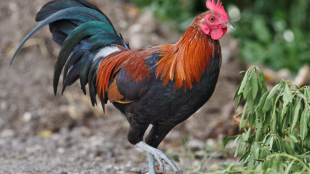 Un gallo caminando por el suelo del bosque