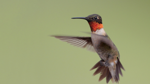 Un colibrí garganta rubí volando