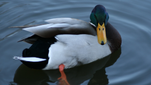 A mallard duck sitting on the water