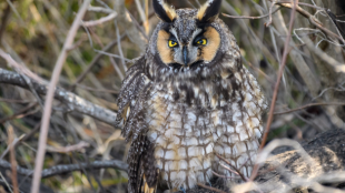 A Long-eared Owl perched in a dry bush with their feathers all puffed up, looking cold and sleepy.