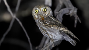 An Elf Owl holding a grasshopper-like insect in their bill. The bird is perched on a bare branch and appears slightly illuminated. 