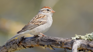 A Chipping Sparrow perched on a branch. Viewed in profile, the bird's brown cap and black eye line are distinctive.