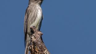 Olive-sided flycatcher