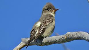 Olive-sided Flycatcher