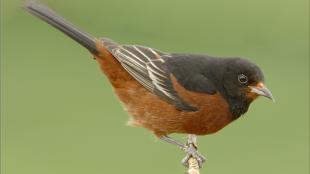 Orchard Oriole