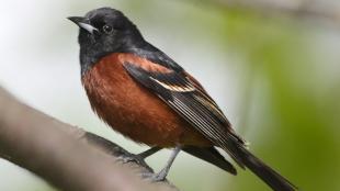 Orchard Oriole