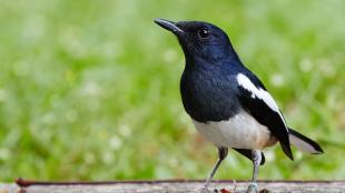 Oriental Magpie-Robin displaying his navy blue head, chest, and wings, with white underparts and white stripe on the wing. 
