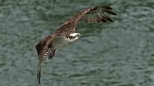 Osprey