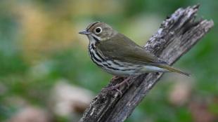 An Ovenbird, its light olive brown back and white and black striped breast visible as it perches on a large broken branch