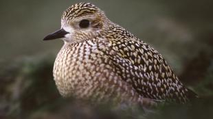 Pacific Golden Plover