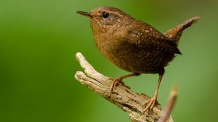 A small brown songbird with short raised tail and narrow short beak stands on a branch before a diffuse green background