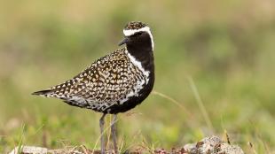 Pacific Golden-Plover