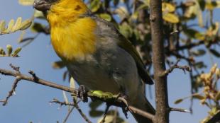 Palila, endangered Hawaiian endemic