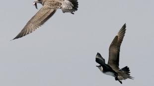 Parasitic Jaeger with Gull