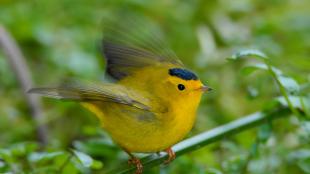 Wilson's Warbler