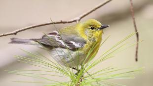 Pine Warbler sitting on a slender pine tree branch