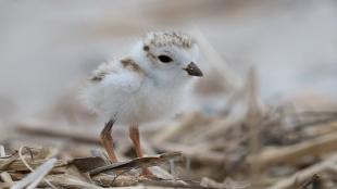 Piping Plover chick