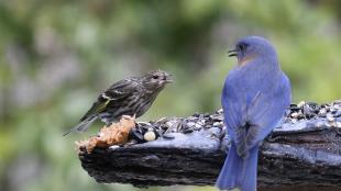 A Pine Siskin protests at an Eastern Bluebird while they are both perched at a bird feeder