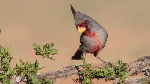 A Pyrrhuloxia facing viewer, showing it's soft gray plumage, scarlet color at throat and face, and peaked crest atop its head