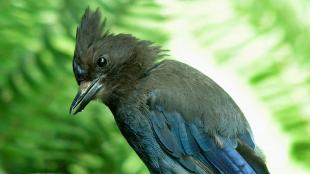 Joking Steller's Jay