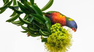 Rainbow Lorikeet foraging on flowers