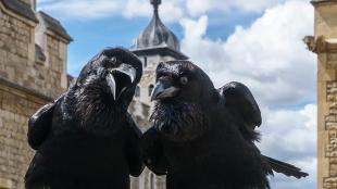 Jubilee and Munin, Tower of London Ravens