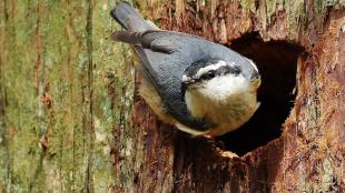 Red-breasted Nuthatch