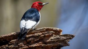 woodpecker | BirdNote