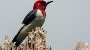 Red-headed Woodpecker