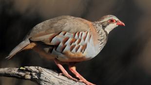 Red-legged Partridge