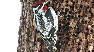 Red-naped Sapsucker feeding at holes drilled in bark