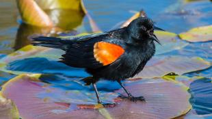 Red-winged Blackbird singing