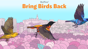 The Bring Birds Back logo with enhanced pink and purple environmental colors for the background. In the foreground, three colorful birds fly in the fky.
