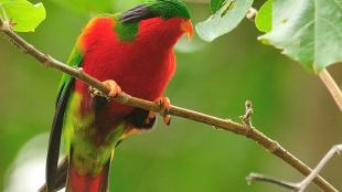 A bright red bird with green wings, green and black top of head and curved sharp orange beak.