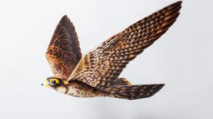 Robot bird designed to resemble a Peregrine Falcon