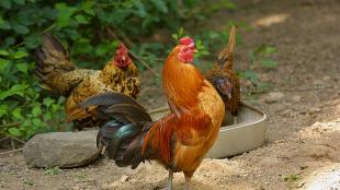 Domesticated rooster and hens