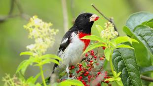 Rose-breasted Grosbeak showing its black head and back, with white breast topped with red patch. The bird is eating small red berries off a fruiting branch.