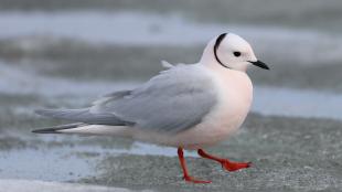 A Ross's Gull walking on ice-covered sand.
