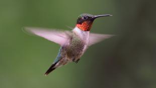 Ruby-throated Hummingbird hovering