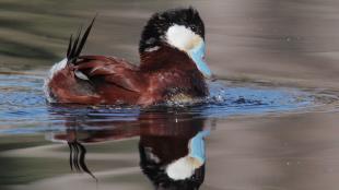 Ruddy Duck bubbling display