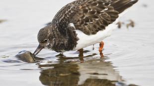 Ruddy Turnstone turning over a stone on the shore