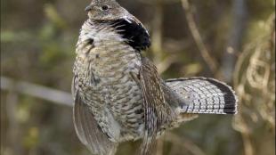 Ruffed Grouse