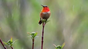 Male Rufous Hummingbird in the rain