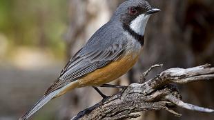 Rufous Whistler