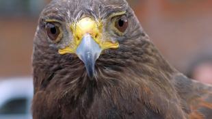 Harris Hawk "Rufus"