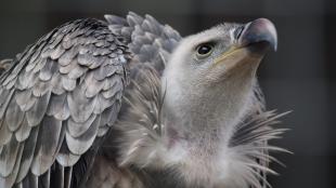 Ruppell's Griffon Vulture